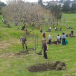 fruit tree planting