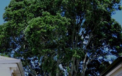Tree protection needed in the Unitary Plan