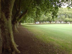 800px-Victoria_Park_Auckland_Eastern_End_Trees
