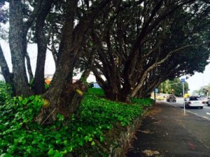 Pohutukawa Trees looking west Great Nth Road