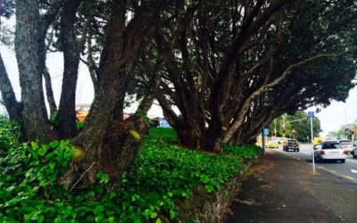Hearing to save 6 Pohutukawa Trees