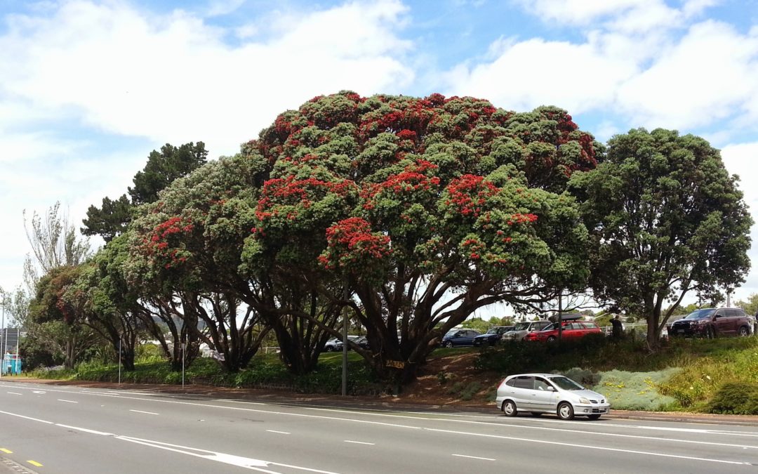 Waitematā Local Board supports campaign to retain the Pohutukawa 6