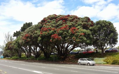 Waitematā Local Board supports campaign to retain the Pohutukawa 6