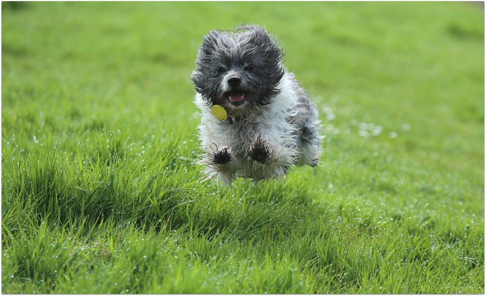 New dog access rules in Albert- Eden