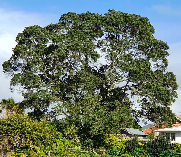 City Vision members instrumental in Council vote to protect Mount Eden pōhutukawa