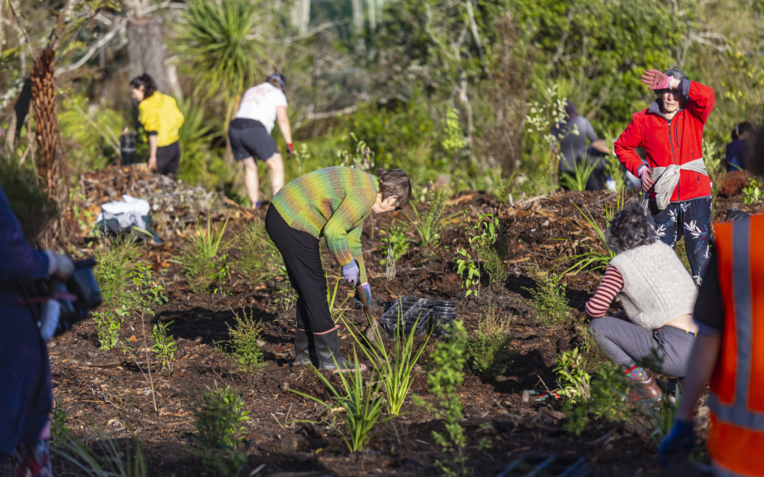 For the trees – City Vision’s work to restore and protect Auckland’s urban ngahere
